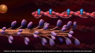 3 Muscle contraction detail Concept Cell Biology [upl. by Reta973]