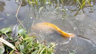 Tiny Hands Giant Catch  Small Boy Reels in a Massive Fish in Village Pond [upl. by Wilmer]