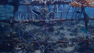 Baby coral seeds on behalf of KIM JIWON and KIM SOO HYUN in the waters of Bali Indonesia [upl. by Cira724]