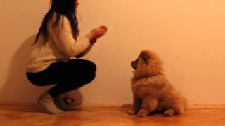 My trained chow chow [upl. by Sema]