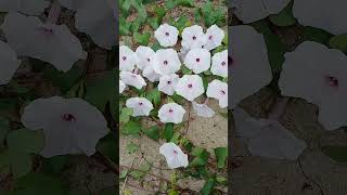 Ipomoea Aquatica beautiful blooming on the garden Telugu youtubeshorts [upl. by Rivers]