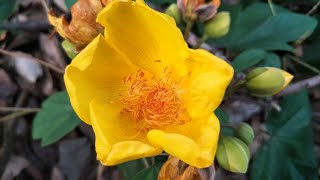 SilkCotton tree  Buttercup tree  Cochlospermum religiosum  Beautiful flowers [upl. by Dewitt]