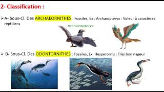 Biologie animale  Embranchement des cordes [upl. by Kassia]