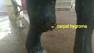 Carpal hygroma in a buffaloe and treatment [upl. by Josy186]