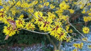 Chinesische Zaubernuss Hamamelis mollis Zaubernuss Hamamelis Flower LoveNature Natur [upl. by Julianna]