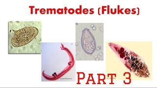 Trematodes Paragonimus microbiology git trematode [upl. by Crespi]