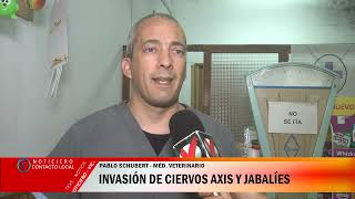 Invasión de ciervos axis y jabalíes en la provincia [upl. by Royo747]