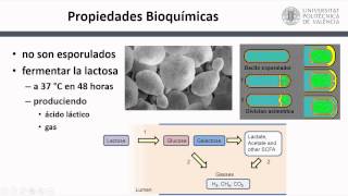 Características Taxonómicas y Celulares de Coliformes   UPV [upl. by Ahseim322]