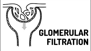 GLOMERULAR FILTRATION made easy [upl. by Pfosi]