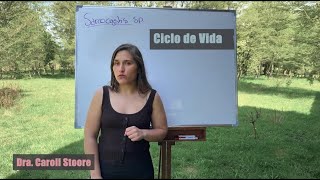 Ciclo de vida de Sarcocystis spp [upl. by Brittney]