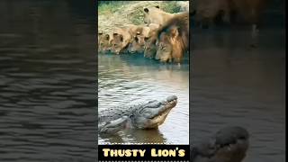 Lions Risky Sip Drinking Water Near a Deadly Crocodile [upl. by Enohpets]