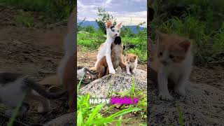 This mother cat adopted a puppy proving that cats and dogs can be family too 🐱🐶❤️ [upl. by Nossyla]