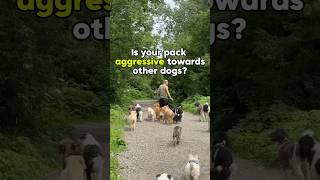 Large dog packs have a misconception of being angry hostile and unfriendly dog dogaggression [upl. by Selrahcnhoj]