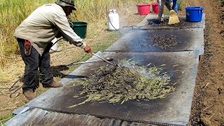 The Art of Making Freekeh A Traditional Green Wheat Delicacy [upl. by Notaek942]