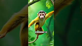 Capuchin Monkey vs Squirrel Monkey Showdown [upl. by Brindle]