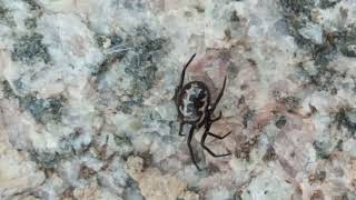 Steatoda paykulliana spider [upl. by Lydia]