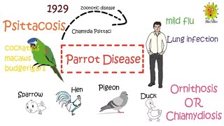 Parrot Disease Psittacosis  Symptoms Treatment and Prevention [upl. by Lowenstein54]