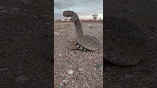 VÍBORA DE CASCABEL SE PARA PARA ATACARME IMPRESIONANTE 😲 snake cascabel serpiente reptiles [upl. by Baker]