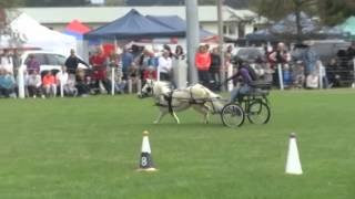 Scurry NZ Champs 2014 Susan and Paly [upl. by Guyer112]