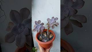 Repotting amp Growing Ornamental Plants in Cactus Soil  Graptopetalum quotPurple Delightquot [upl. by Furiya491]