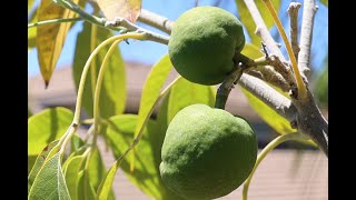 White Sapote  Vernon Variety  First Fruit Taste Test [upl. by Ossy]