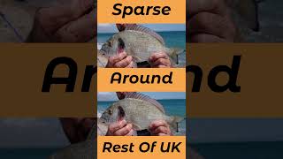 Where To Catch Gilthead Bream In The UK And Europe seafishinguk [upl. by Reema]