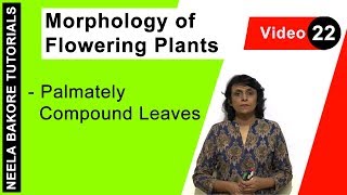 Morphology of Flowering Plants  NEET  Palmately Compound Leaves  Neela Bakore Tutorials [upl. by Ramsay]