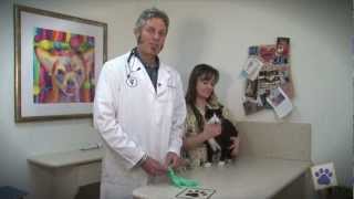 Animal Health Hospital How To Express Your Pets Anal Glands [upl. by Norac]