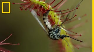 La droséra plante carnivore experte en piège [upl. by Anaibaf682]