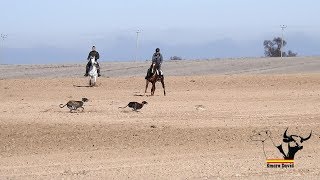 Galgos y liebres temporada 2018  Greyhounds vs Hares [upl. by Aggi]