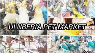 uluberia pet marketbirds price update121024 [upl. by Ttenyl]