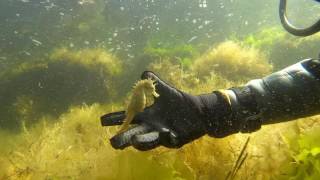 Etang de Thau  Bouzigues  Hippocampes 13 Juillet 2017 [upl. by Caiaphas]