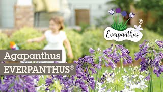 100 jours de fleurs avec EVERPANTHUS® les agapanthes remontantes [upl. by Etnuaed]