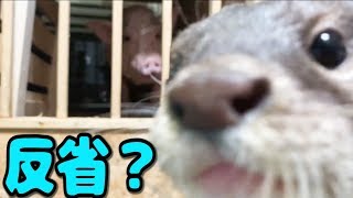 カワウソしゃもじ、ミニブタつくねのご飯を盗って怒られる！ [upl. by Granoff]