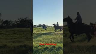 Cow catching cowhorse cowcatcher ranching [upl. by Joceline]