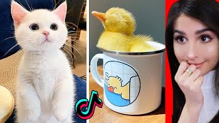 Cute Animals on Tik Tok That Will Make You Laugh [upl. by Ades]