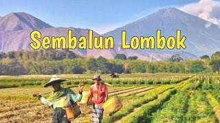 SUASANA PAGI DI DESA SEMBALUN LOMBOK [upl. by Attennek289]