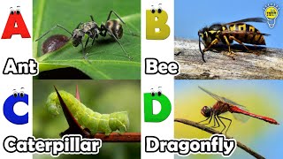 Abc Insect Song  A to Z Insects Song  Insects Alphabet song  Phonics for Kids [upl. by Doerrer]