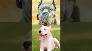 English Bull Terrier vs Tibetan Mastiff vs German Shepherd vs Husky vs Dogo Argentino amp Cane Corso [upl. by Davies]