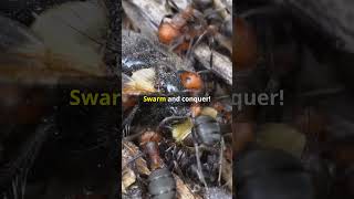 Ant vs Beetle Tiny Titans Collide animalkingdom facts wildlifebattle [upl. by Wardieu991]