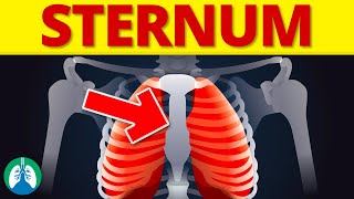 Sternum Medical Definition  Quick Explainer Video [upl. by Tnecnev]