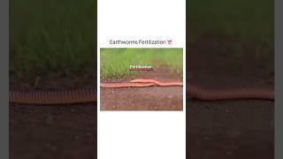 Earthworms Fertilization 🔥😍 shorts earthworm shirazivillagevlog [upl. by Notyad353]