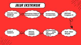 Ekspresi Gen Protein Caspases  3 Pada Jalur Apoptosis [upl. by Oly]