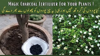 Make this Magic Charcoal Fertilizer For Your Plants  gardening [upl. by Aydidey]