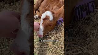 I’m leaning toward psycho… cows heifers cattleranch cattlewomen ranchlife [upl. by Laurinda6]