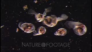 Limacina Helicina Sea Butterfly Sampled In Gulf Of Alaska Close Up Beating Heart [upl. by Morris]