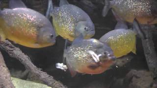 The Unsavage Truth of Piranha at Prospect Park Zoo [upl. by Olia]