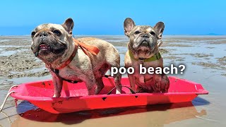 French Bulldog Has WORST Day At The Beach Warning Contains TANTRUMS [upl. by Rbma380]