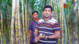 গ্যান্ডারীSugarcane ঝুকিহীন উচ্চ মুল্য ফসল [upl. by Ydne608]