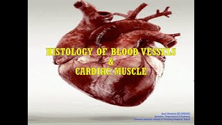 Microanatomy of Blood vessels Cardiovascular system [upl. by Ocko]